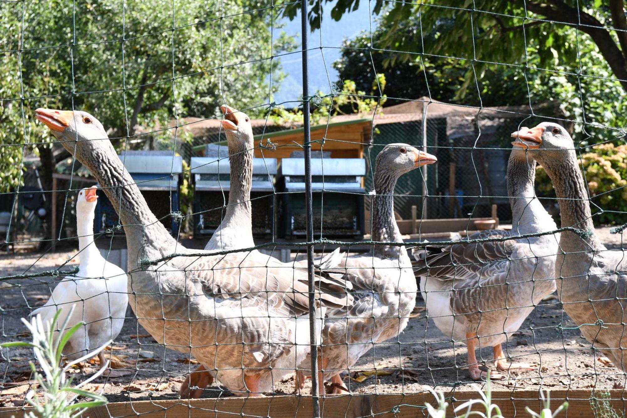 דירות קוליקו Il Giardino Dei Ciliegi מראה חיצוני תמונה