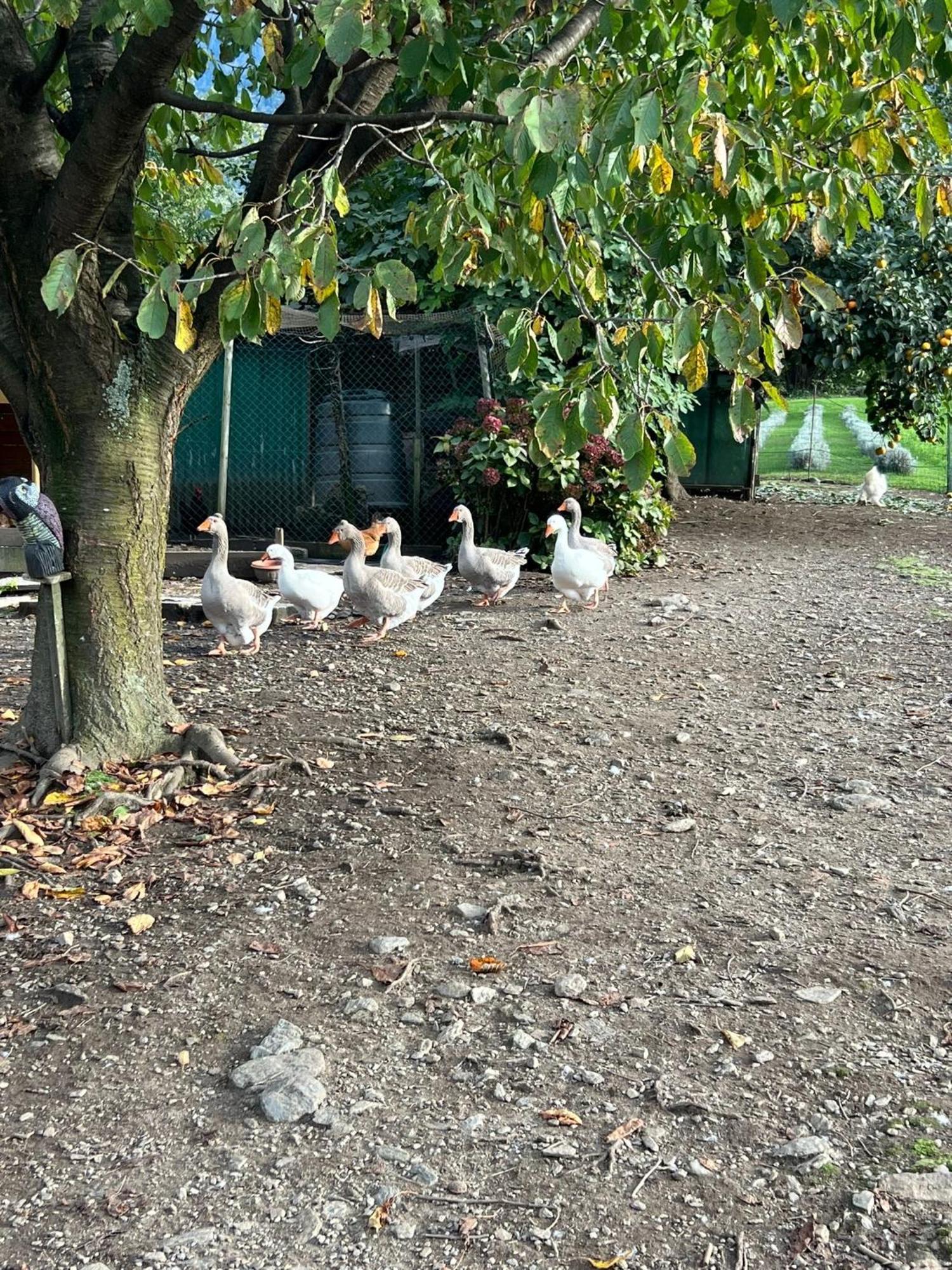 דירות קוליקו Il Giardino Dei Ciliegi מראה חיצוני תמונה