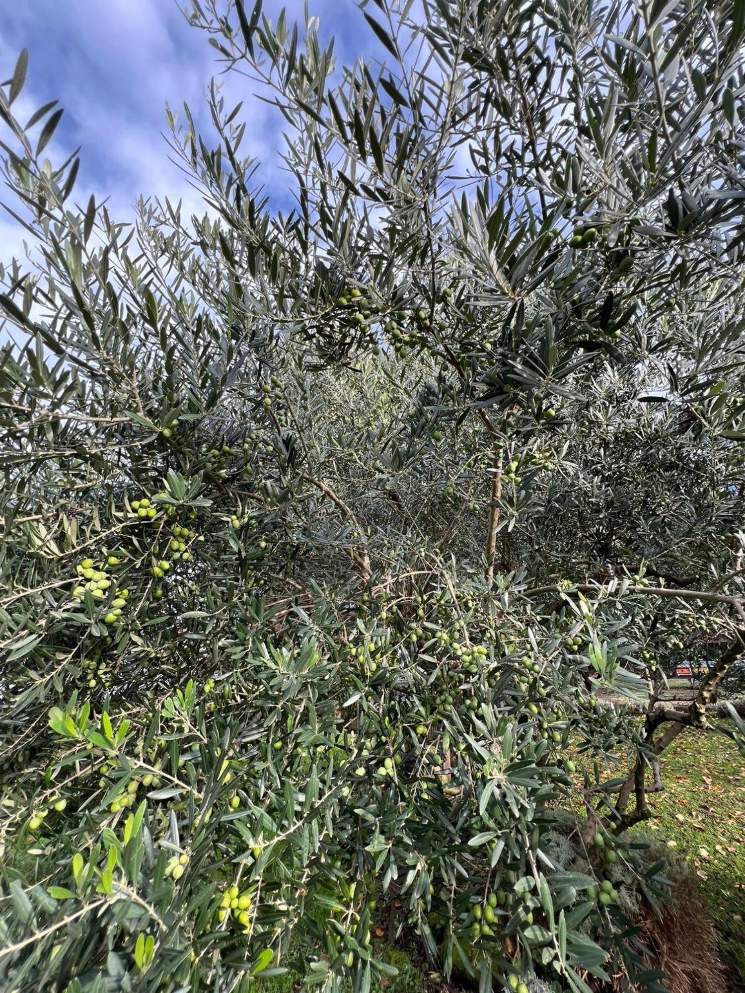 דירות קוליקו Il Giardino Dei Ciliegi מראה חיצוני תמונה